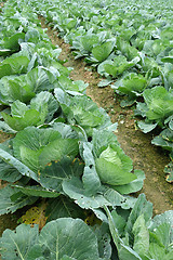 Image showing Rows of grown cabbages in Cameron Highland