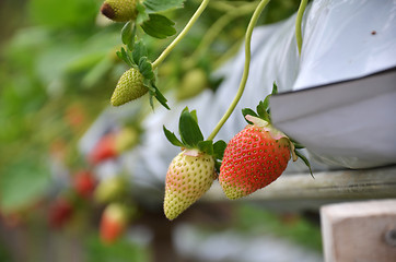 Image showing Fresh strawberries that are grown in greenhouses