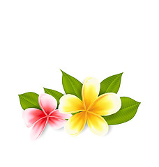 Image showing Pink and yellow frangipani (plumeria), exotic flowers isolated o