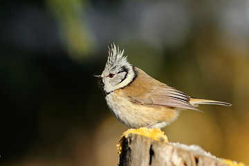 Image showing beautiful crested tit