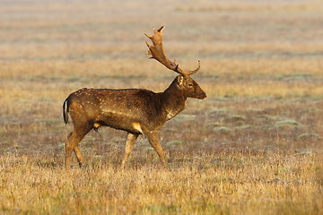 Image showing beautiful wild fallow deer buck