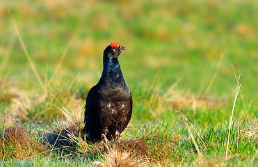 Image showing black grouse in natural habitat