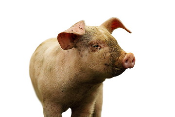 Image showing closeup of domestic pig over white