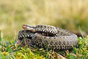 Image showing common viper basking on meadow