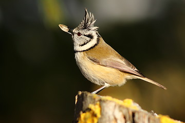 Image showing crested tit eating sunflower seed