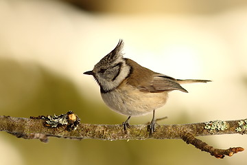 Image showing crested tit perched on small twig