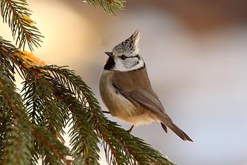 Image showing crested tit sitting on fir tree