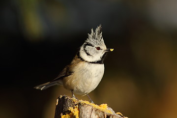 Image showing curious crested tit