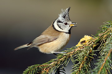 Image showing cute crested tit