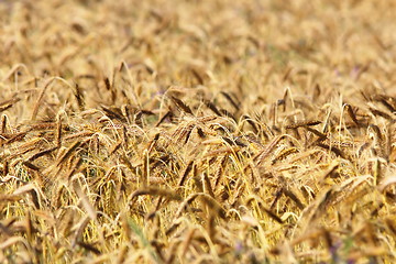 Image showing detail of wheat agricultural field