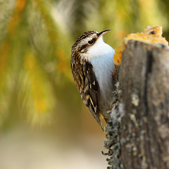 Image showing eurasian treecreeper on stump