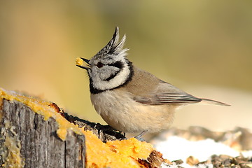 Image showing european crested tit eating lard in the garden