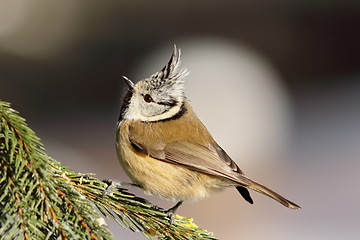 Image showing european crested tit on spruce branch