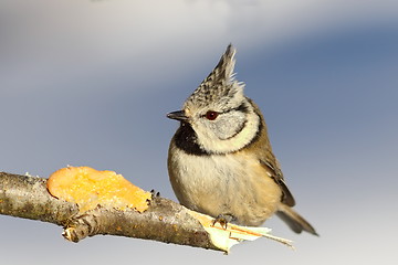 Image showing european crested tit