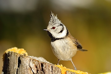 Image showing funny european crested tit
