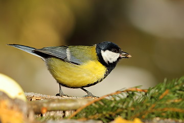 Image showing great tit at birdfeeder