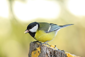 Image showing great tit on wooden stump