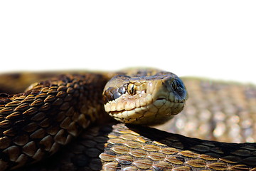 Image showing head of meadow viper with place for your text