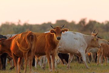 Image showing herd of cattle in sunset light