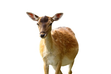 Image showing isolated fallow deer hind