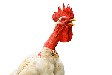 Image showing isolated portrait of shaggy white rooster