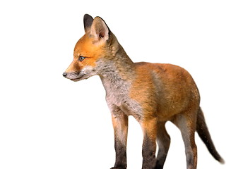 Image showing isolated young european fox