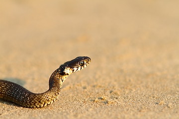 Image showing juvenile grass snake closeup