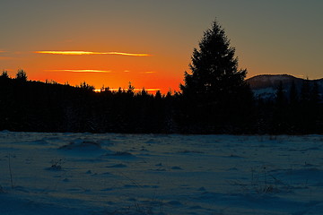 Image showing orange sunset over spruce forest