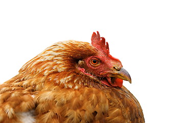 Image showing portrait of beige hen over white