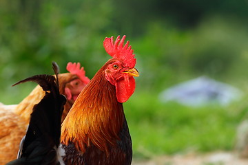 Image showing portrait of colorful rooster at the farm