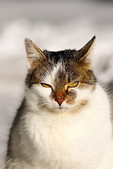 Image showing portrait of domestic cat