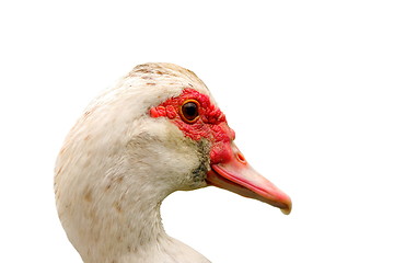 Image showing portrait of muskovy duck over white