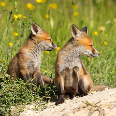 Image showing red fox brothers