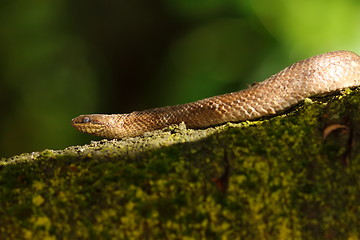 Image showing smooth snake on branch