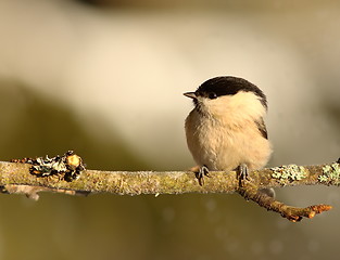 Image showing tiny coal tit on branch