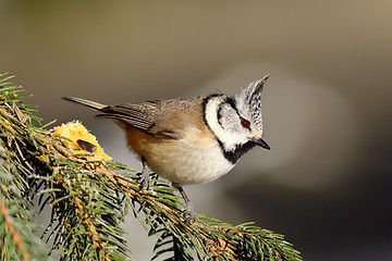 Image showing tiny european crested tit