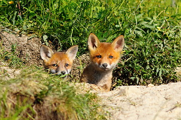 Image showing two cute foxes