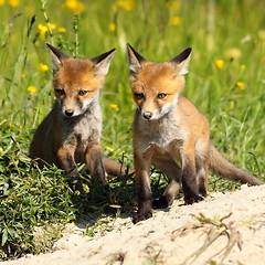 Image showing two red fox brothers near the burrow