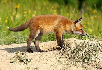 Image showing young european red fox