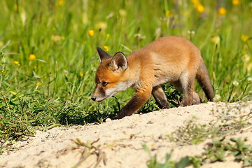 Image showing young fox near the den