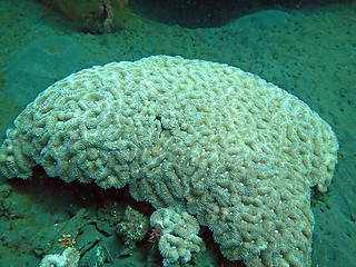 Image showing Thriving  coral reef alive with marine life and shoals of fish, 