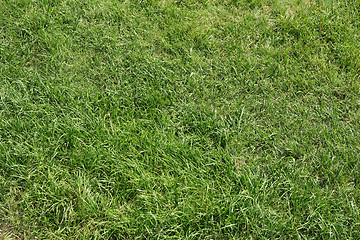 Image showing Green grass texture for background