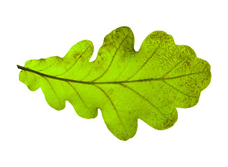 Image showing Oak leaf isolated on white background
