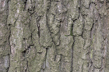 Image showing The bark of pine tree, background.