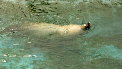 Image showing Large sea lion swimming in the sea