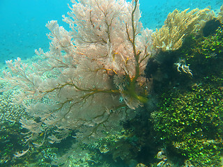 Image showing Thriving  coral reef alive with marine life and shoals of fish, 