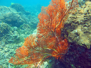 Image showing Thriving  coral reef alive with marine life and shoals of fish, 