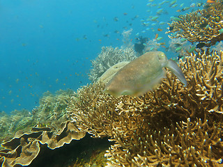 Image showing Thriving  coral reef alive with marine life and shoals of fish, 