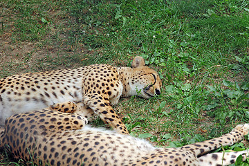 Image showing Two Amur leopard sleeping on the green grass