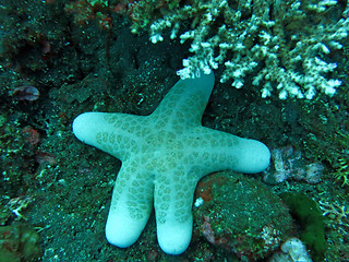 Image showing Thriving  coral reef alive with marine life and shoals of fish, 